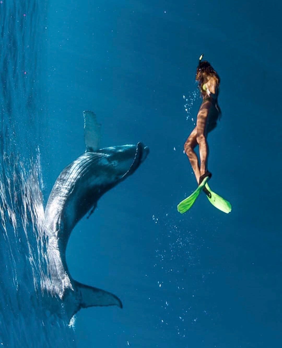 Vahşi hayvanları fotoğraflamak için dünyayı geziyor Sarah Kohan moonstrucktraveller